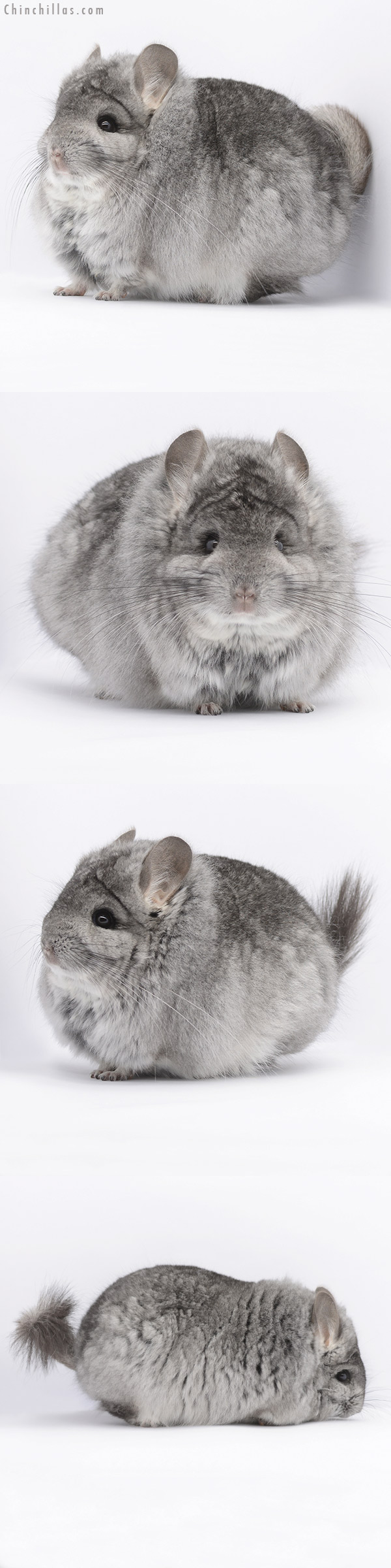 20290 Extra Large Blocky Standard Royal Persian Angora Male Chinchilla
