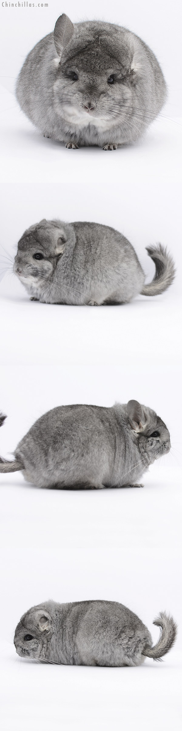 20255 Standard ( Ebony & Locken Carrier ) Royal Persian Angora Female Chinchilla