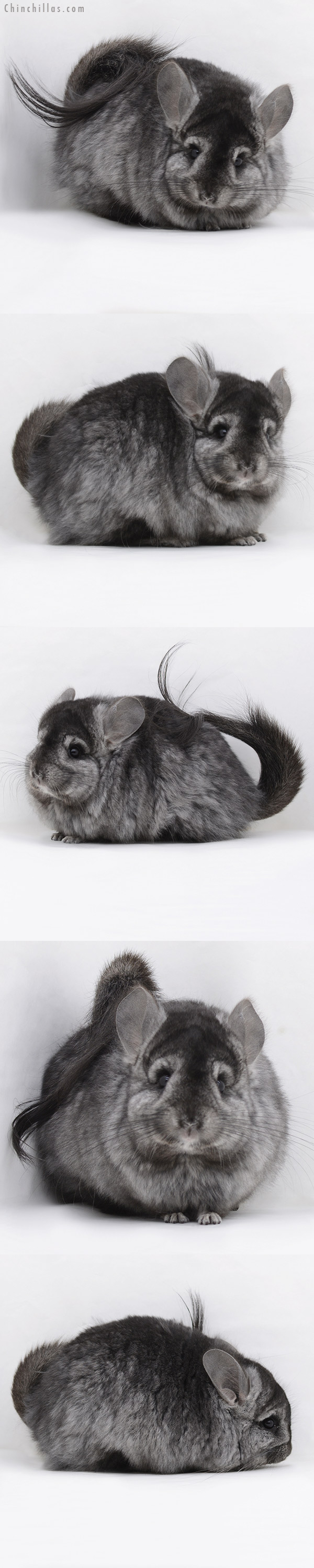 20244 Ebony ( Locken Carrier ) G2 Royal Persian Angora Female Chinchilla