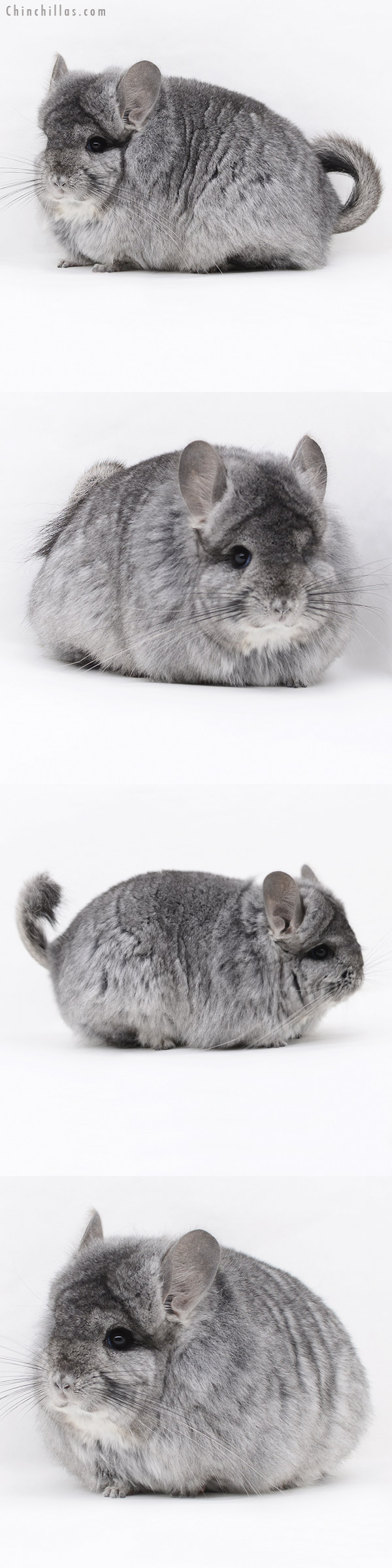 20246 Standard ( Ebony & Locken Carrier ) Royal Persian Angora Female Chinchilla