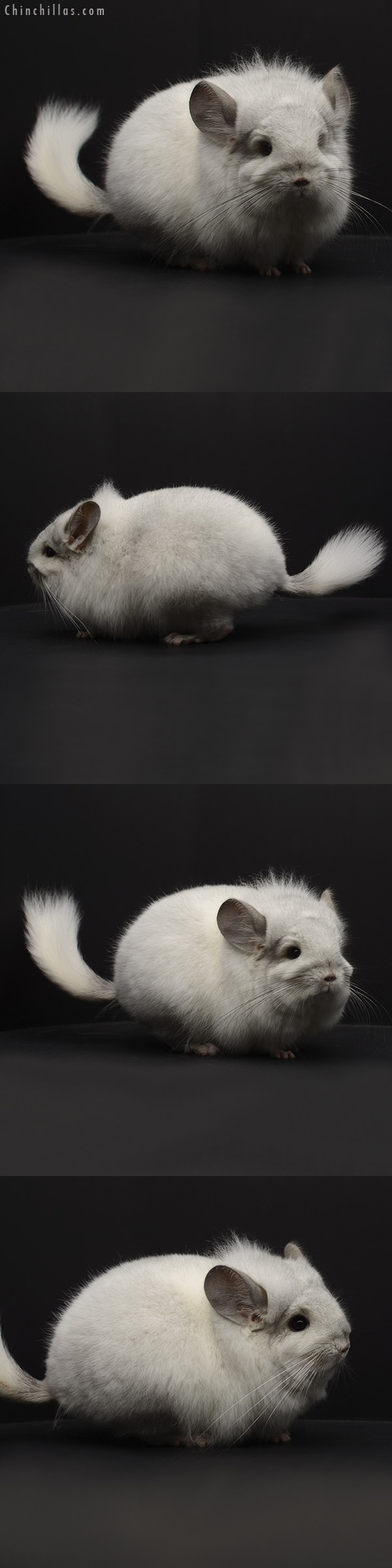 20296 Exceptional White Mosaic Royal Persian Angora Male Chinchilla
