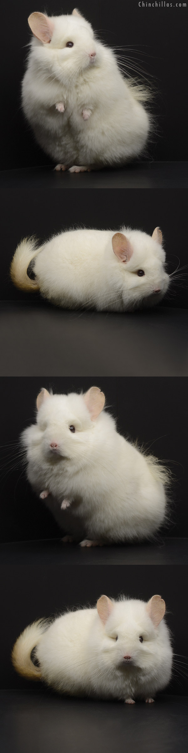 20300 NON-PRODUCING Exceptional Pink White Royal Persian Angora Female Chinchilla