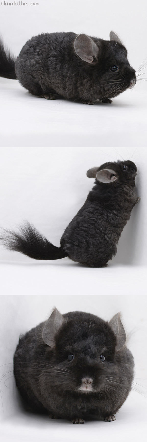 20236 Ebony Royal Imperial Angora Male Chinchilla