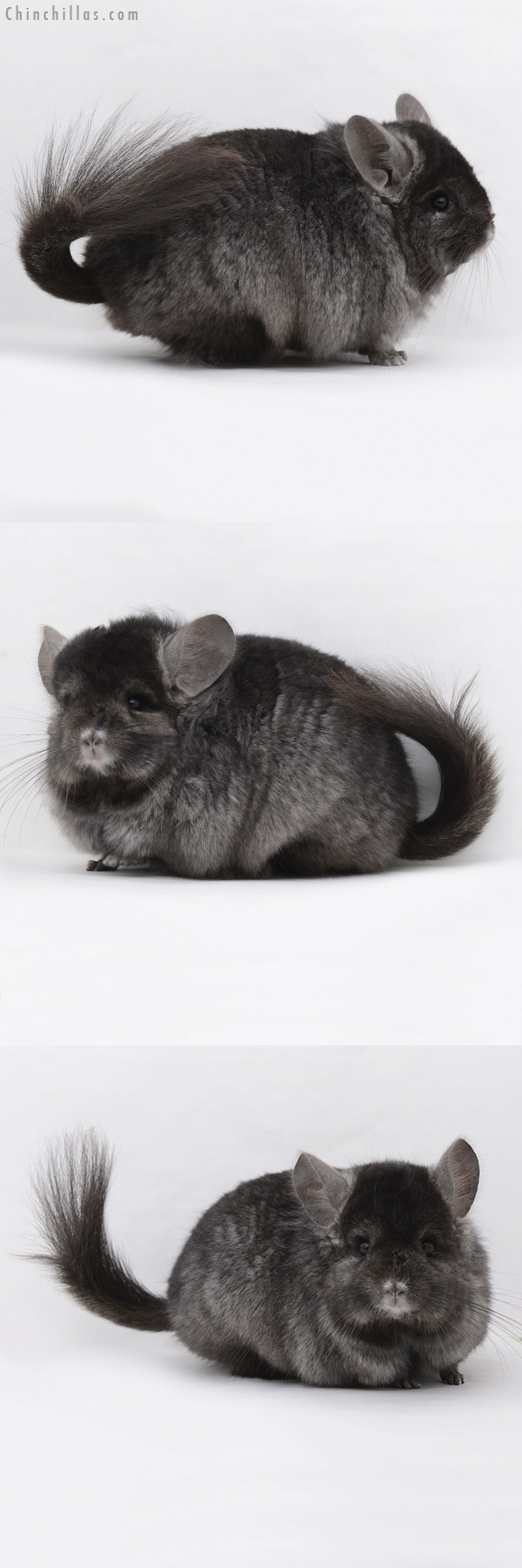 20247 Ebony ( Locken Carrier ) Royal Persian Angora Male Chinchilla