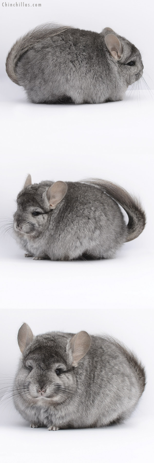 20253 Standard ( Ebony & Locken Carrier ) Royal Persian Angora Female Chinchilla