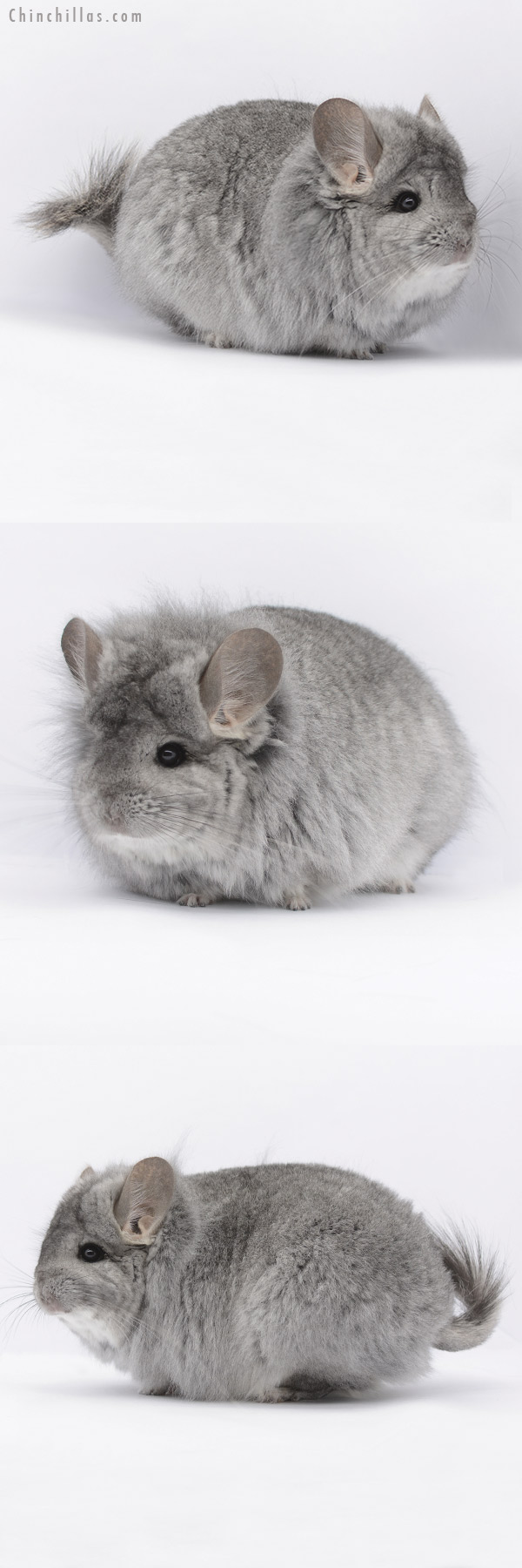 20293 Extra Large Standard Royal Persian Angora Female Chinchilla with Lion Mane