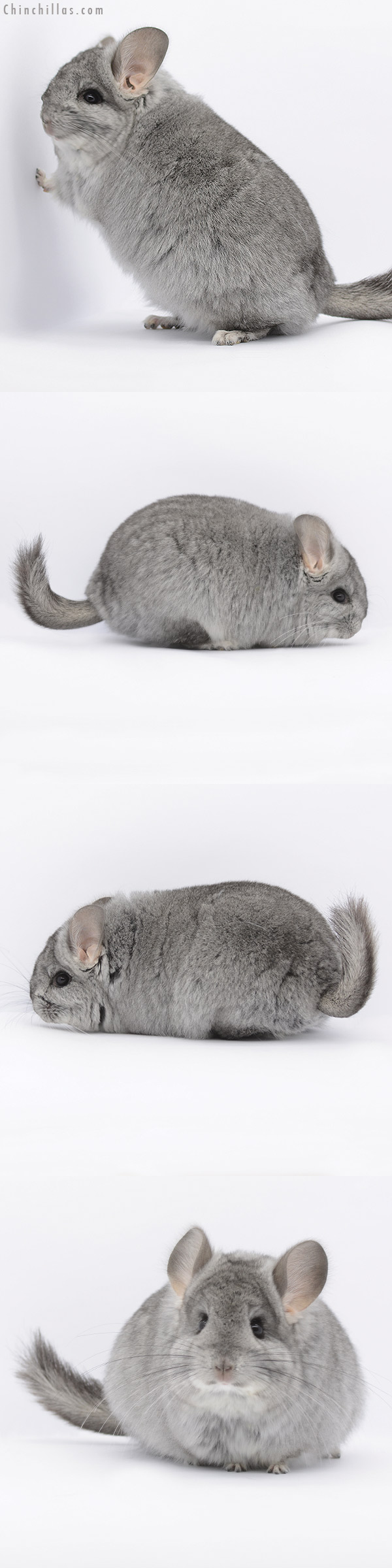 20281 Standard ( Ebony Carrier ) Royal Persian Angora Female Chinchilla