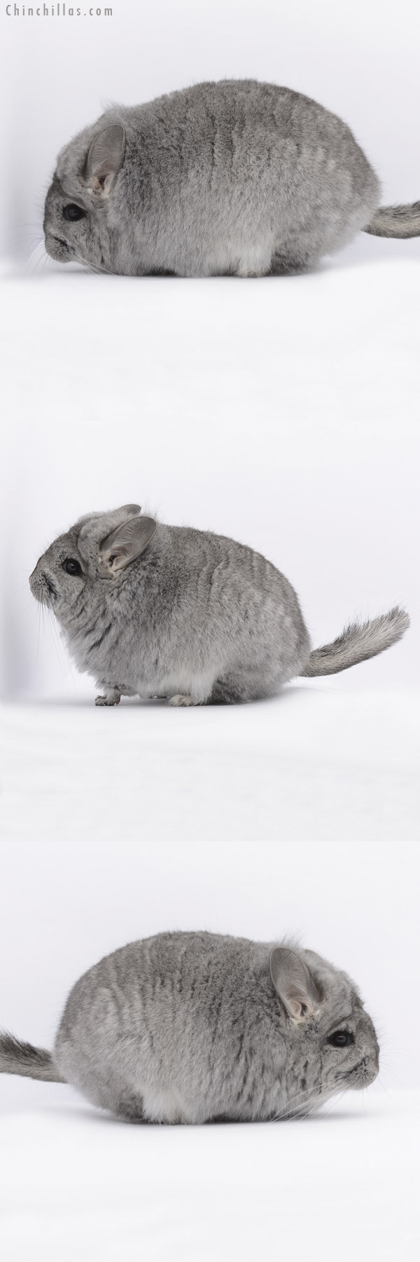20289 Standard Royal Persian Angora Female Chinchilla