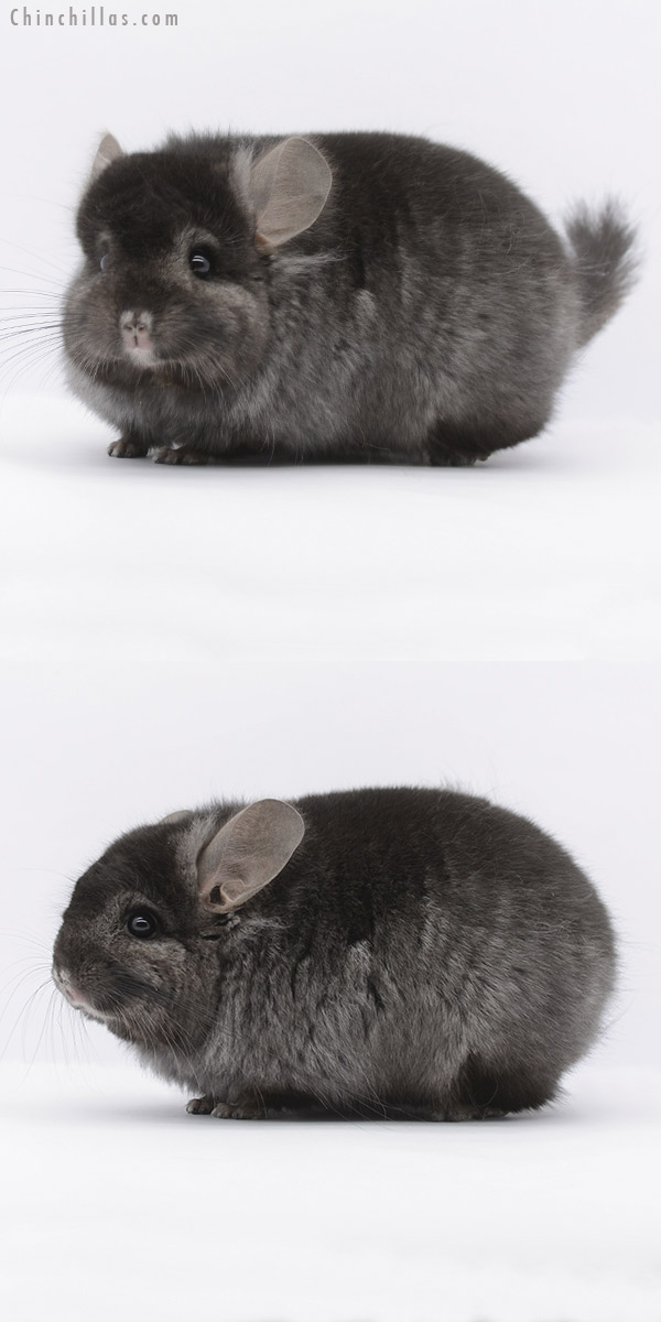 20291 Ebony ( Locken Carrier ) Royal Persian Angora Male Chinchilla