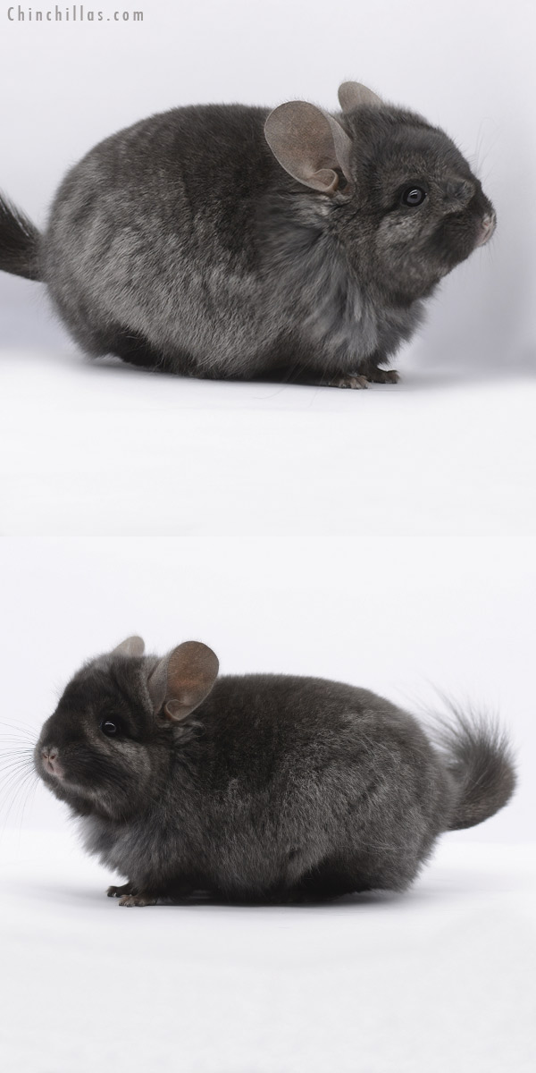 20294 Ebony ( Locken Carrier ) Royal Persian Angora Female Chinchilla