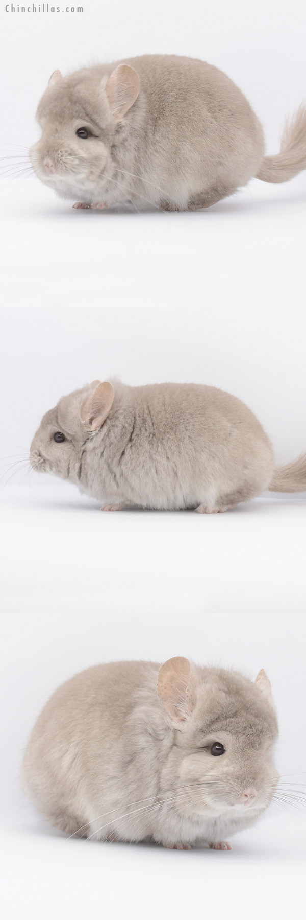 20307 Beige Royal Persian Angora Male Chinchilla