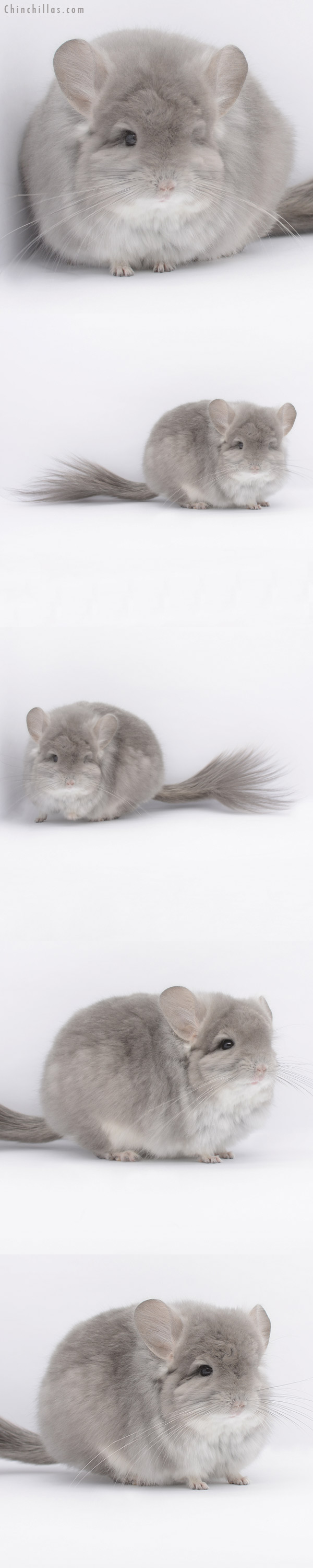 20306 Exceptional Violet Royal Persian Angora Male Chinchilla