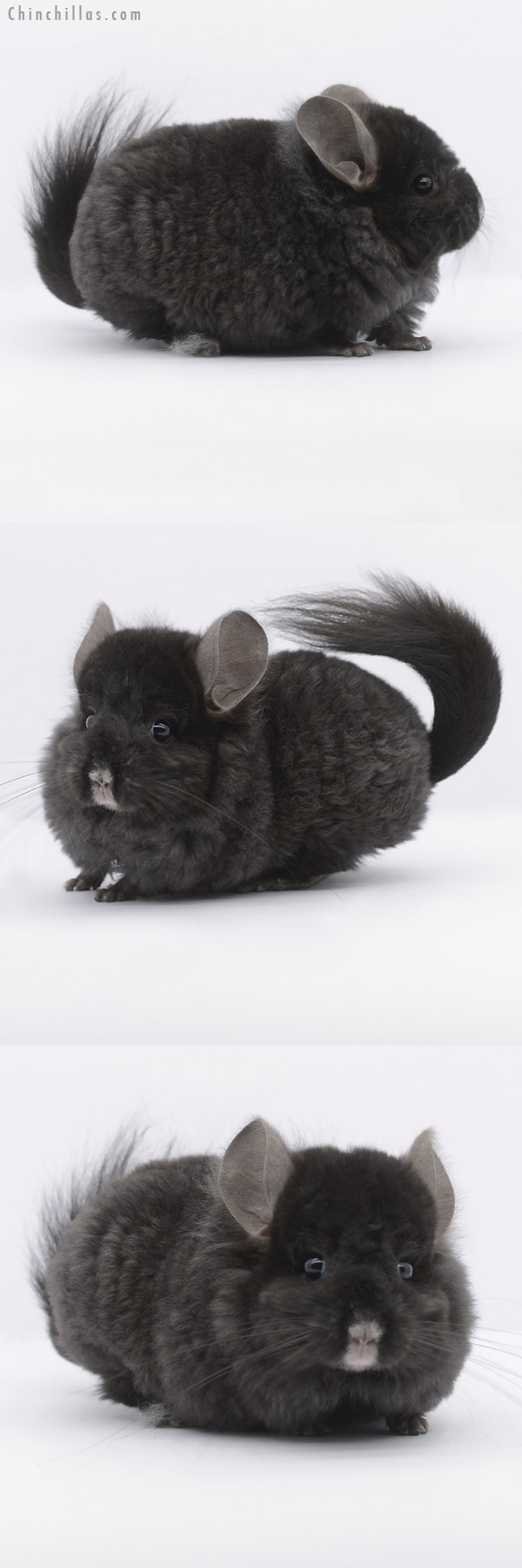 20308 Ebony Royal Imperial Angora Male Chinchilla