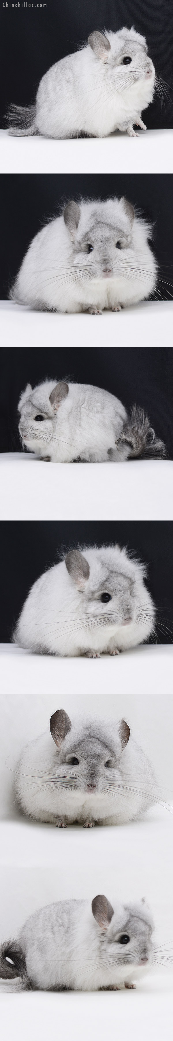 20251 Exceptional White Mosaic G3 Royal Persian Angora Male Chinchilla