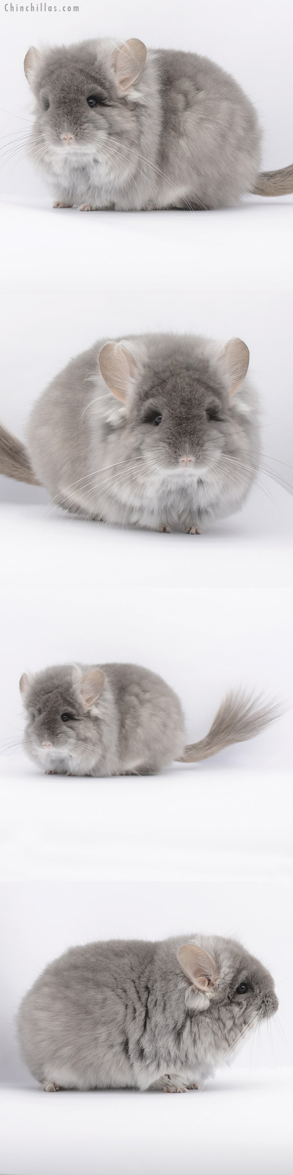 20305 Exceptional Large Blocky TOV Violet G2 Royal Persian Angora Female Chinchilla