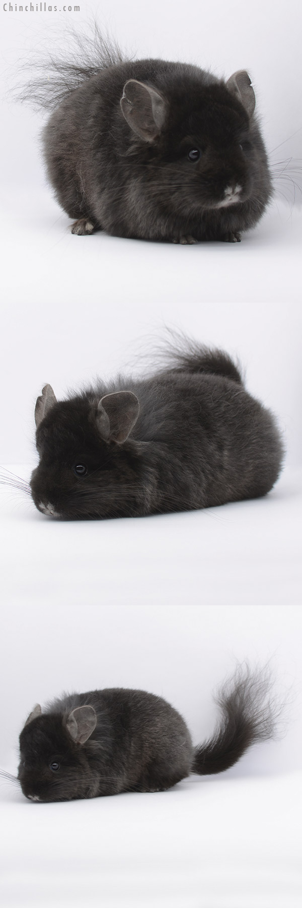 20301 Ebony ( Locken Carrier ) Royal Persian Angora Male Chinchilla