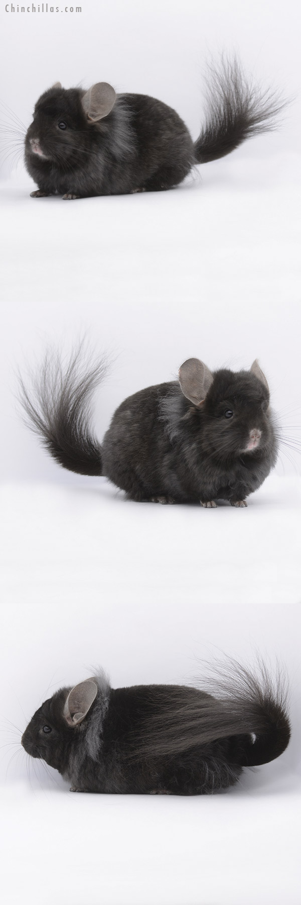 20309 Ebony ( Locken Carrier ) Royal Persian Angora Male Chinchilla