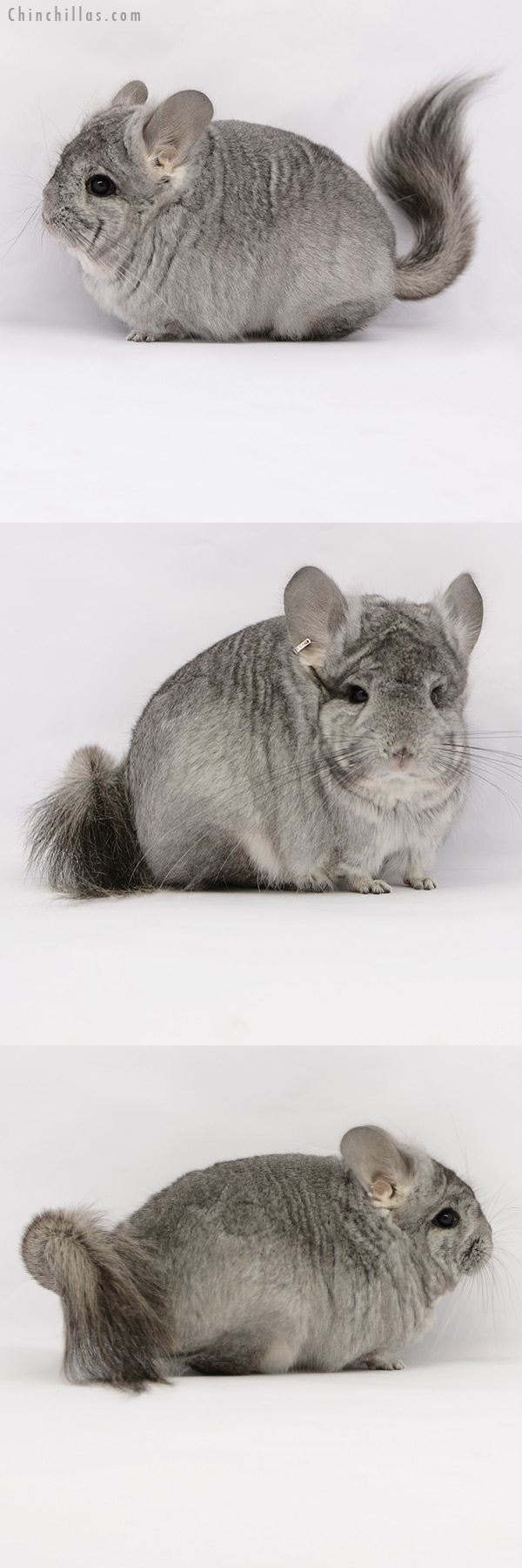 21049 Standard ( Ebony & Locken Carrier ) Royal Persian Angora Female Chinchilla