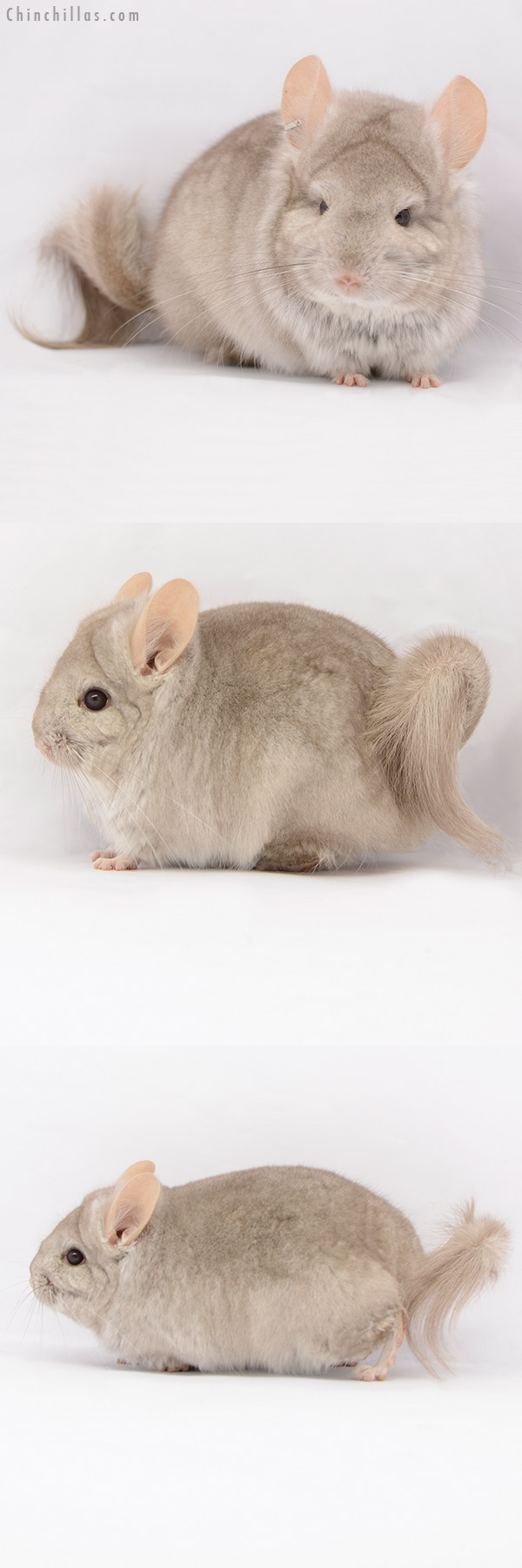 21050 Beige Royal Persian Angora Male Chinchilla