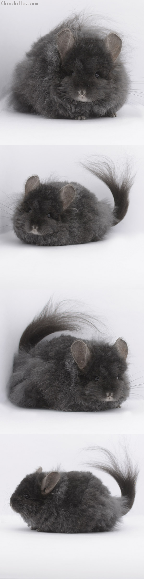 21014 Ebony G3 Royal Imperial Angora Female Chinchilla