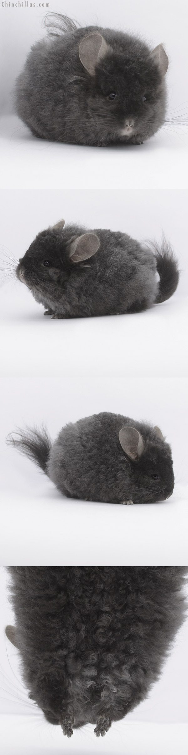 21016 Large Ebony Royal Imperial Angora Female Chinchilla