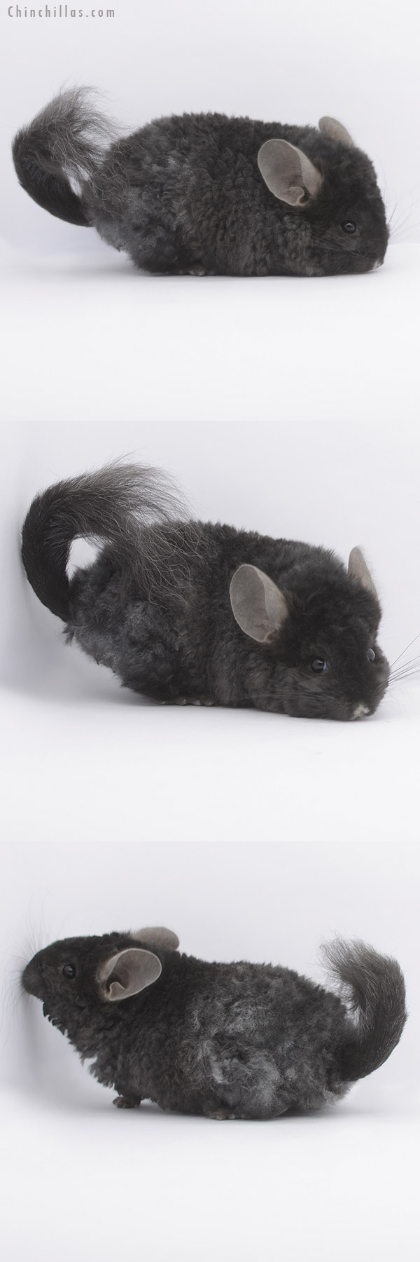 21017 Ebony Royal Imperial Angora Male Chinchilla