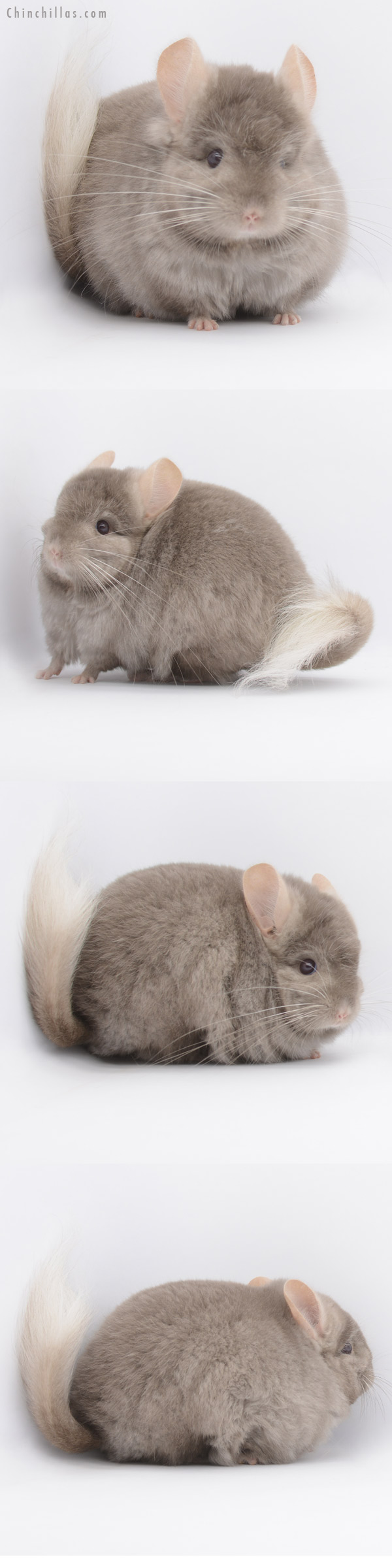 20312 Large Tan ( Locken Carrier ) Royal Persian Angora Male Chinchilla