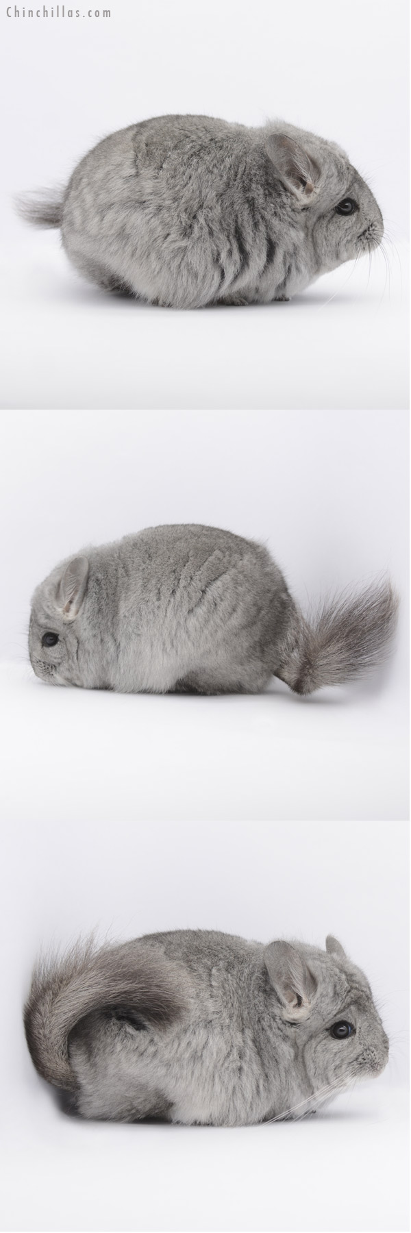 20313 Standard G2 Royal Persian Angora Female Chinchilla