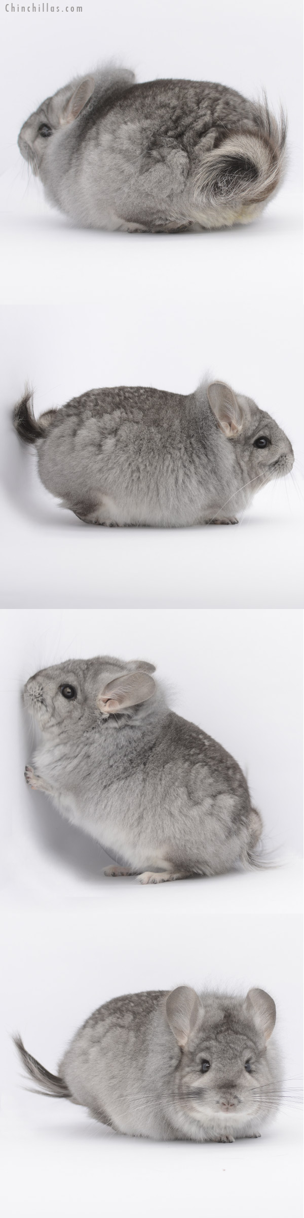 20317 Standard Royal Persian Angora Male Chinchilla