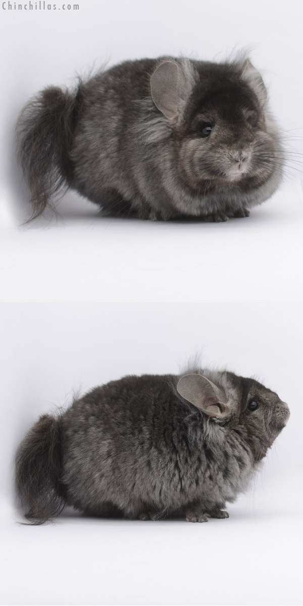 20318 Ebony ( Locken Carrier ) Royal Persian Angora Male Chinchilla