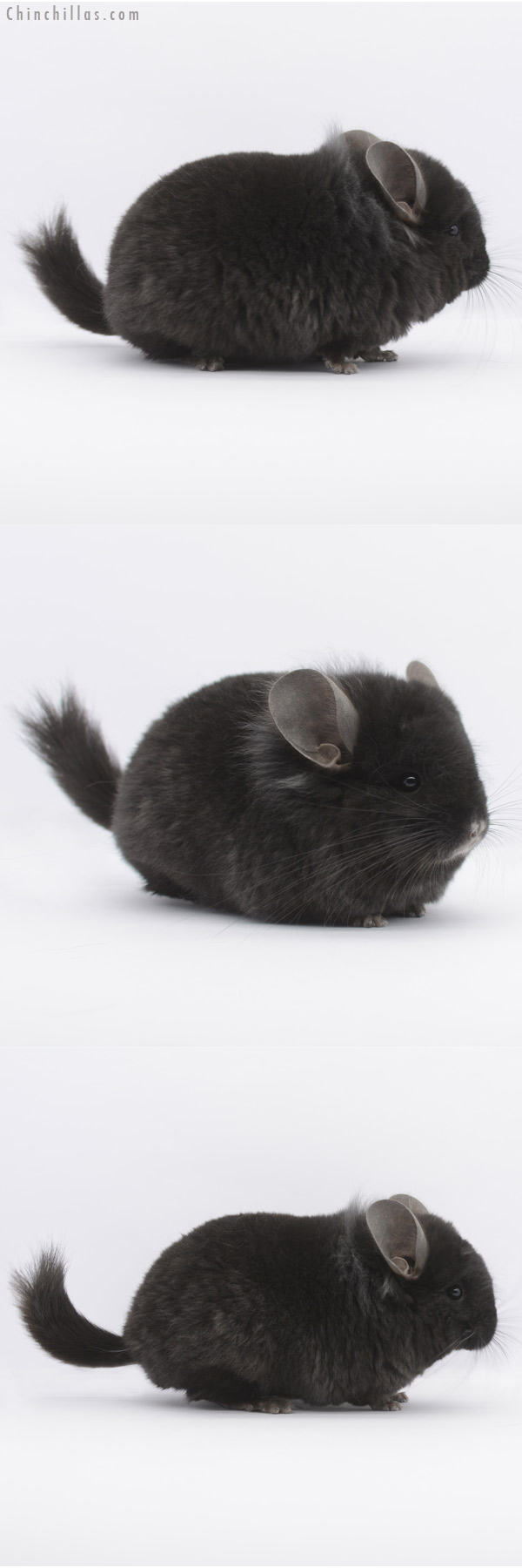 20320 Ebony ( Locken Carrier ) Royal Persian Angora Male Chinchilla