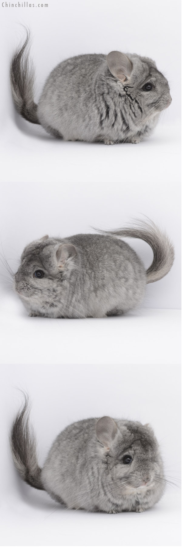 20323 Standard ( Ebony & Locken Carrier ) Royal Persian Angora Female Chinchilla