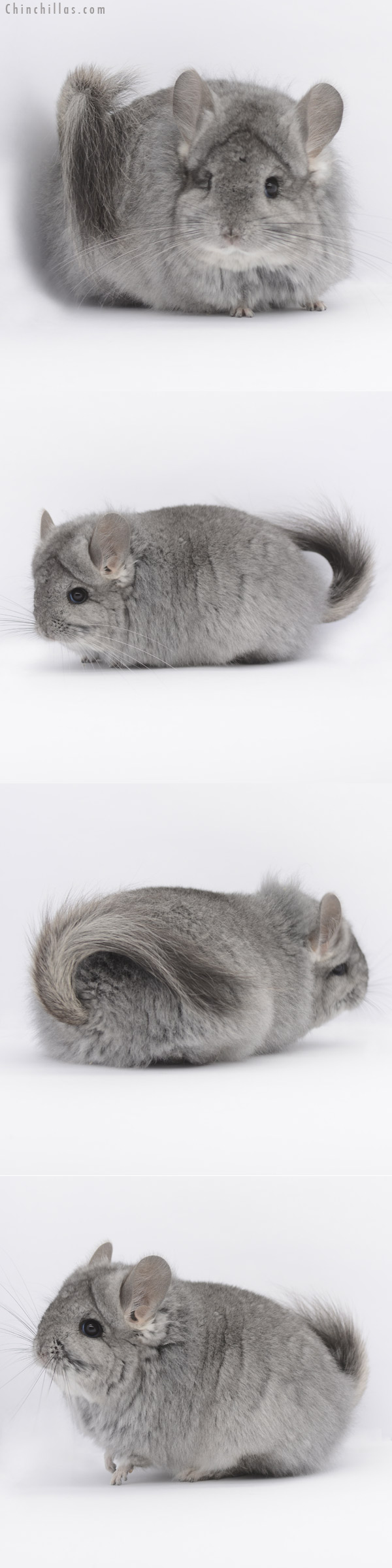 20324 Standard ( Ebony & Locken Carrier ) G2 Royal Persian Angora Female Chinchilla