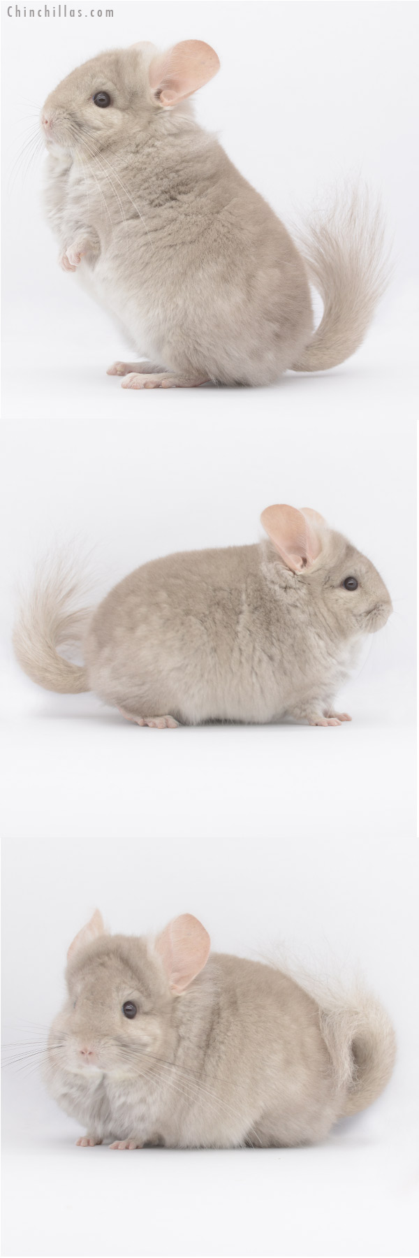 20325 Beige ( Ebony Carrier ) Royal Persian Angora Male Chinchilla