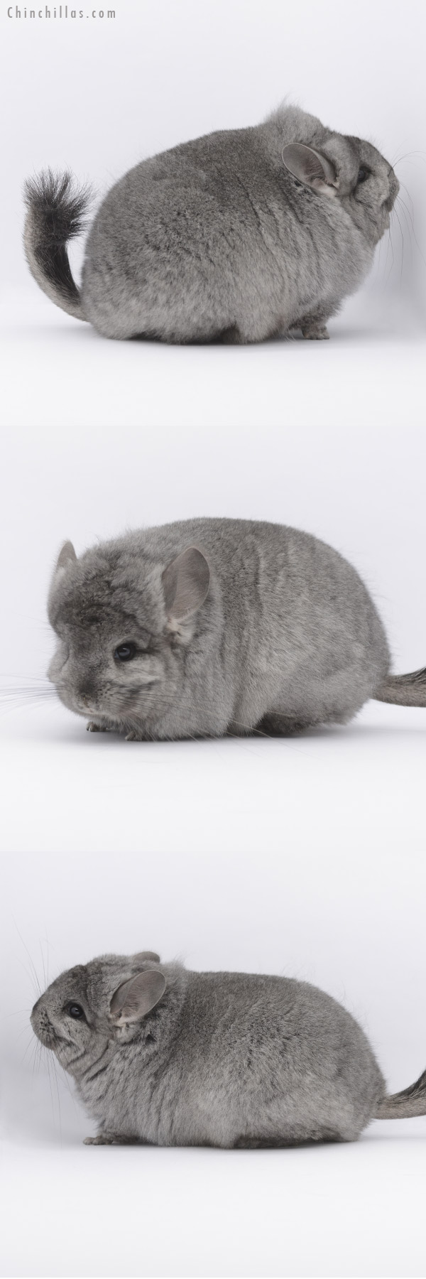20334 Blocky Standard ( Ebony & Locken Carrier ) Royal Persian Angora Female Chinchilla