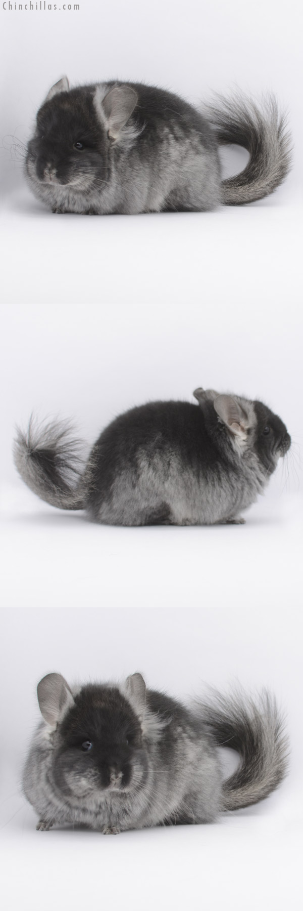 20337 Black Velvet ( Locken Carrier ) Royal Persian Angora Female Chinchilla