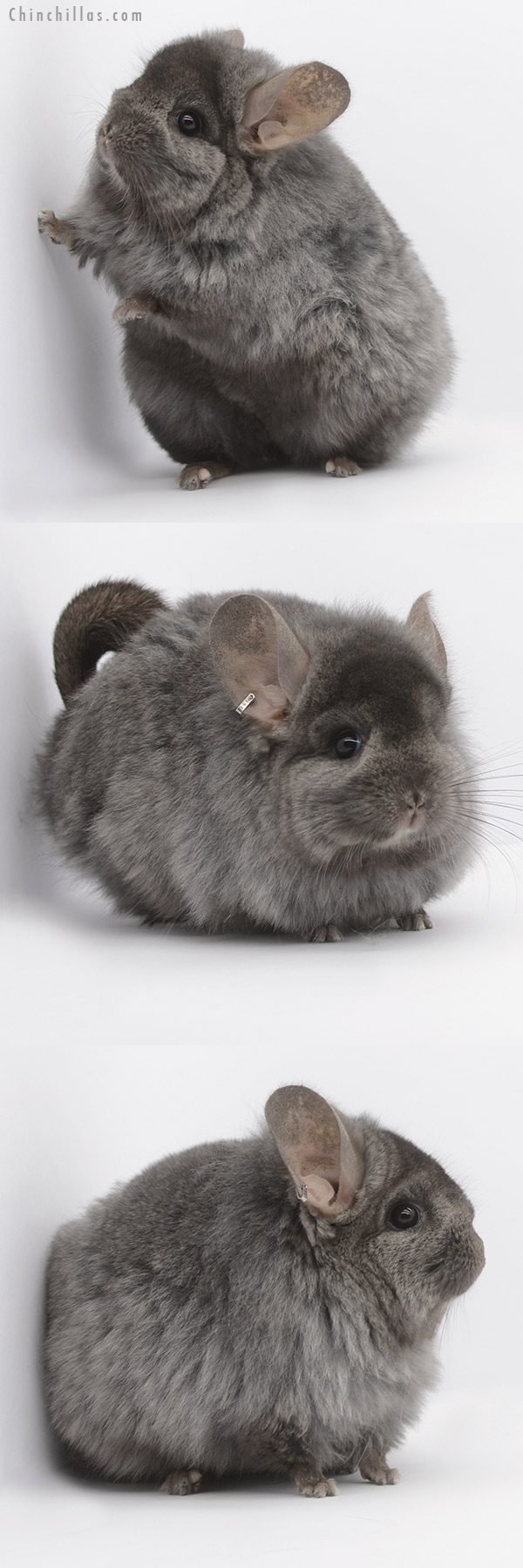 21047 Ebony ( Locken Carrier ) Royal Persian Angora Female Chinchilla