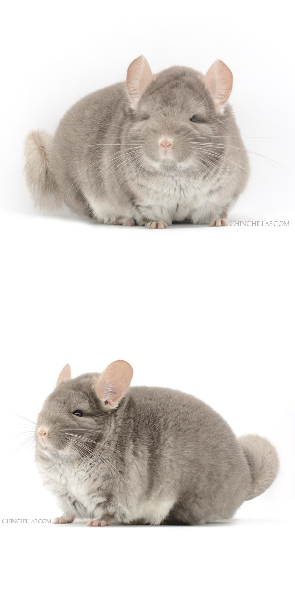 21230 Extra Large Show Quality TOV Beige / Brown Velvet Male Chinchilla