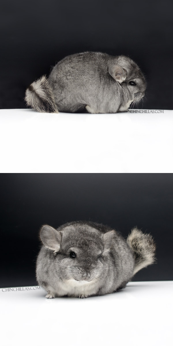 3 Standard ( Violet & Royal Persian Angora Carrier ) Female Chinchilla