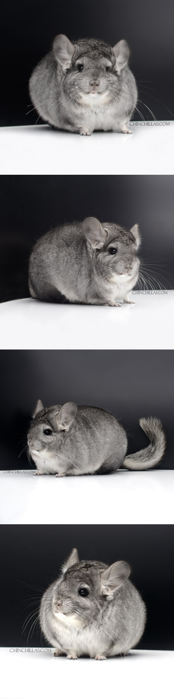 8 Extra Large Blocky Standard ( Royal Persian Angora Carrier ) Female Chinchilla