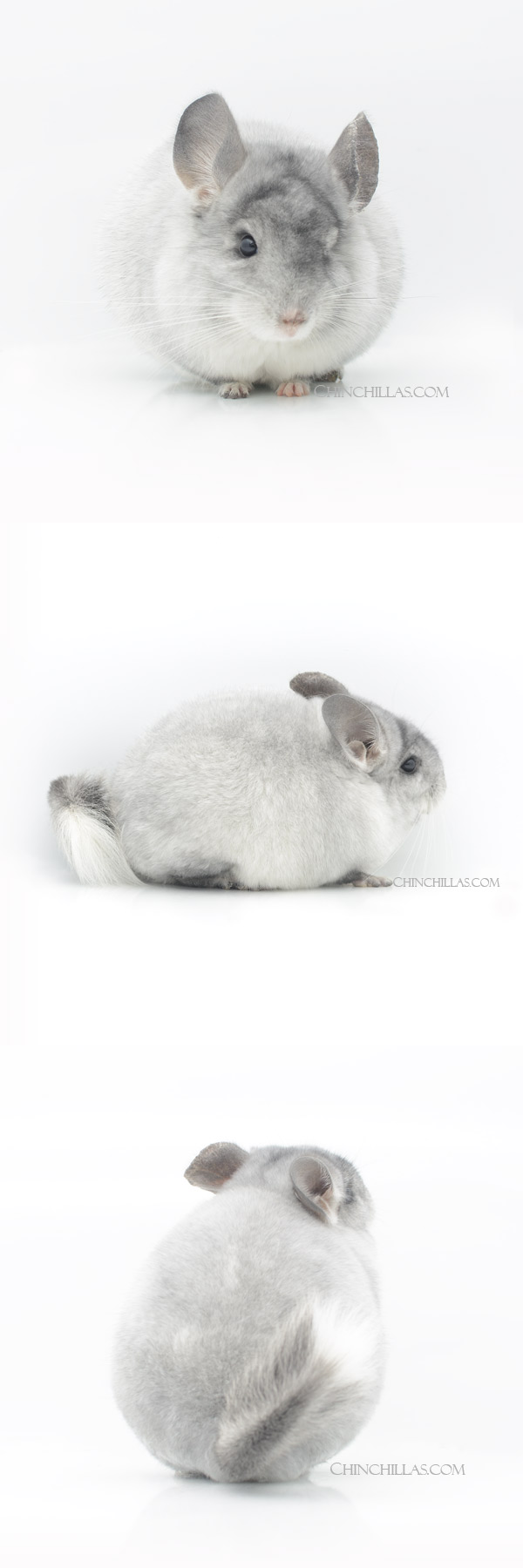 Chinchilla or related item offered for sale or export on Chinchillas.com - 12 Show Quality Silver Mosaic Male Chinchilla
