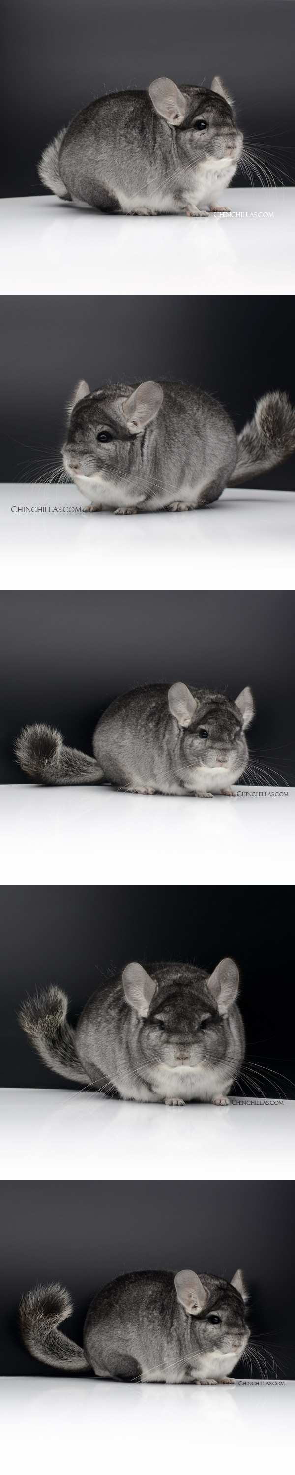 Chinchilla or related item offered for sale or export on Chinchillas.com - 9 Exceptional Large Standard ( Royal Persian Angora Carrier ) Male Chinchilla