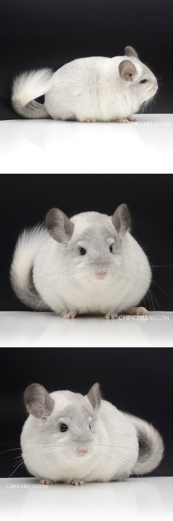 Chinchilla or related item offered for sale or export on Chinchillas.com - 23 White Mosaic ( Royal Persian Angora & Violet Carrier ) Female Chinchilla