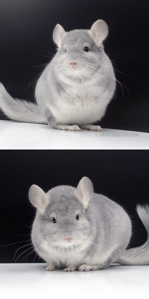 Chinchilla or related item offered for sale or export on Chinchillas.com - 19 Show Quality Blue Diamond Male Chinchilla