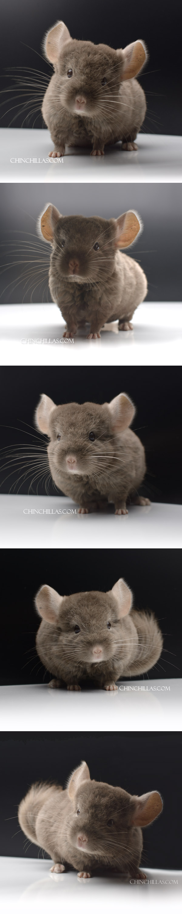 24041 Tan Quasi Locken Male Chinchilla