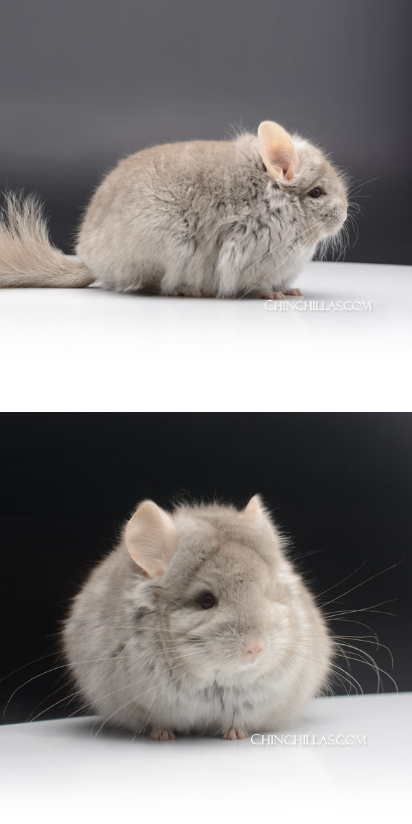 Chinchilla or related item offered for sale or export on Chinchillas.com - 27 Beige Royal Persian Angora Male Chinchilla