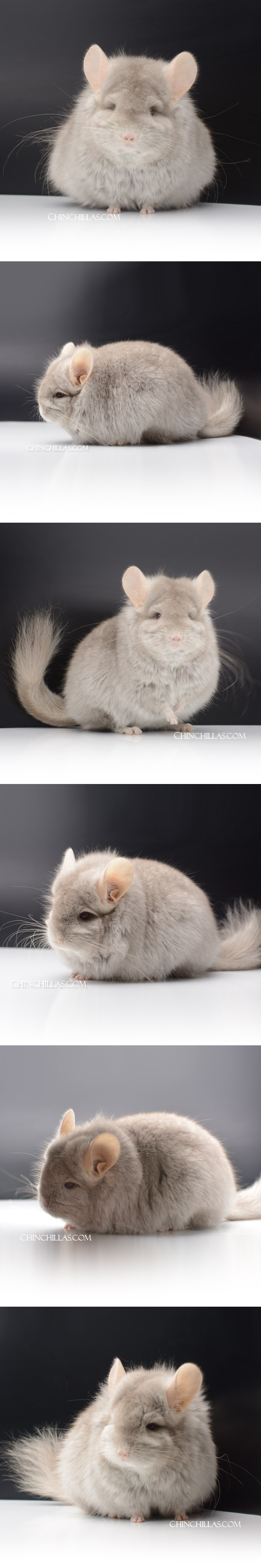 28 Exceptional Beige G2 Royal Persian Angora Female Chinchilla