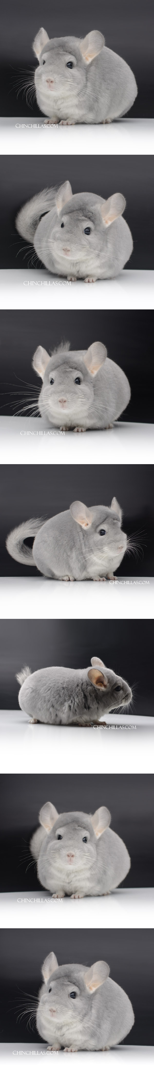 32 Large Premium Production Quality Blue Diamond Female Chinchilla