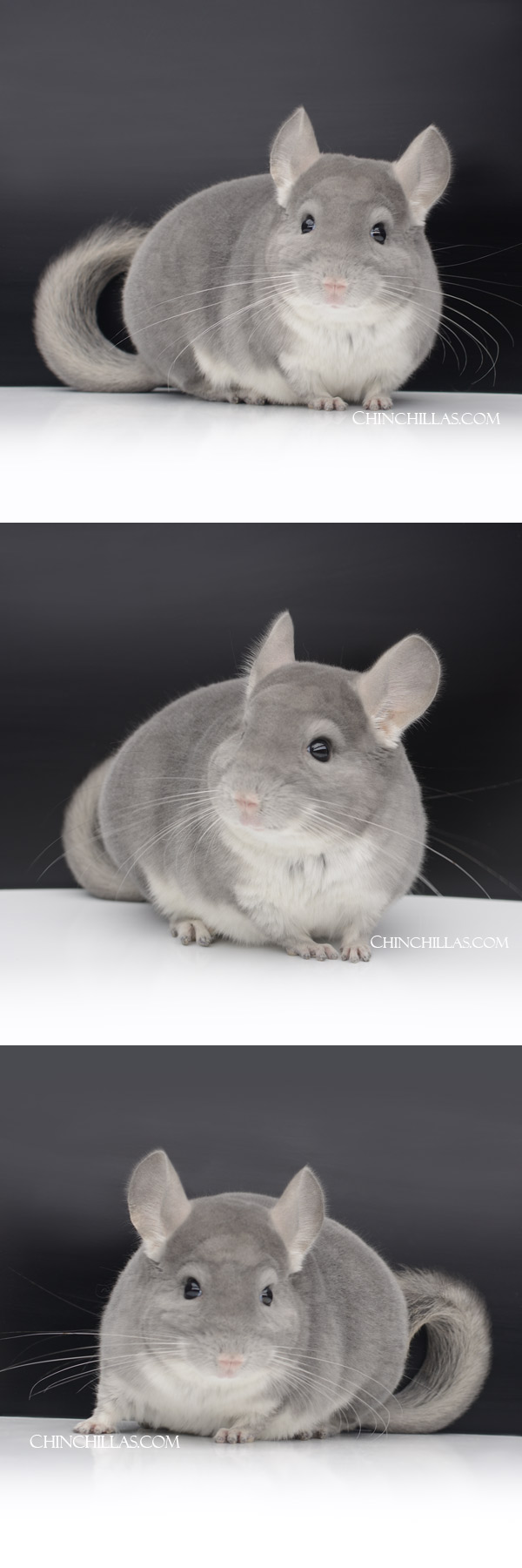 Chinchilla or related item offered for sale or export on Chinchillas.com - 31 Show Quality Violet (Sapphire Carrier) Male Chinchilla