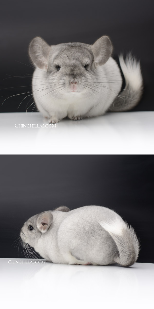 Chinchilla or related item offered for sale or export on Chinchillas.com - 29 Show Quality Silver Mosaic Female Chinchilla